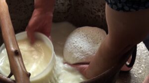 La raccolta della pasta cagliata